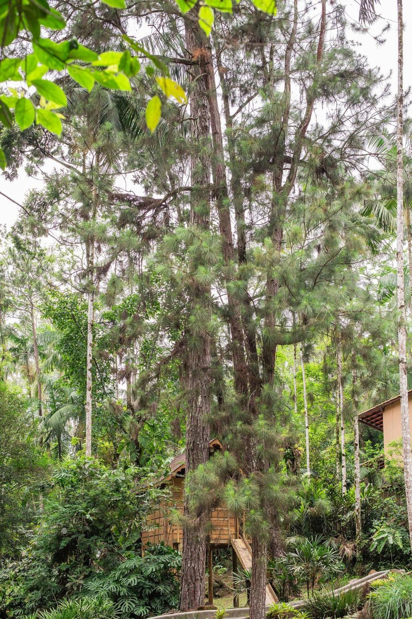 Dingo - Refugio Romantico Em Meio A Natureza بينيدو المظهر الخارجي الصورة